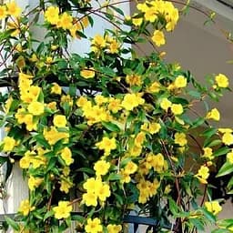 Саджанець Agro-Market Жасмин жовтий Humile (ніжний аромат, висока декоративність) (152485)