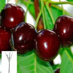 Вишня "Чудо Вишня" укорінена в контейнері (саджанець 2 роки) (153035) 1 саджанець в упаковці