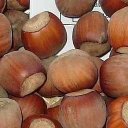 Саджанець Agro-Market Фундук (In vitro) Тонда ді Джиффоні (італійський, високоврожайний, ранній сорт) (61746)