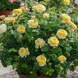 Роза английская Agro-Market The Poet's Wife саженец класса АА+ высший сорт 1 шт. в упаковке (178124)