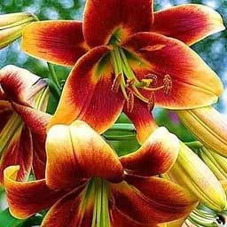 Лилия Гигант "Debby" (45662) 1 шт