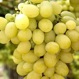 Саджанець Agro-Market Виноград Мускат Дієвський (ранній термін дозрівання, солодкий мускат) 1 шт. в пакуванні (63795)