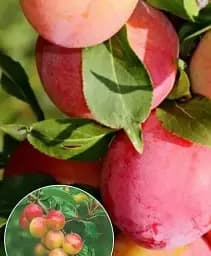 Саджанець Agro-Market Алича жовто-помаранчеві з рум'янцем малиново-червоного кольору Солодкий зефір (Sweet marshmallows) (преміальний, чудового смаку сорт, пізнього терміну дозрівання) 1 шт. в упаковці (49940)