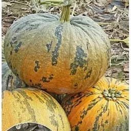 Насіння Весна на вагу Гарбуз Голонасінний ціна за 10 г (13395)