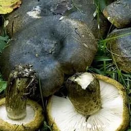 Сухий зерновий міцелій "Грузь чорний" 100г (45571)