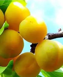 Саджанець Agro-Market Слива Пам'яті Вавілова (осінній сорт, пізній термін дозрівання) 1 шт. в упаковці (39976)