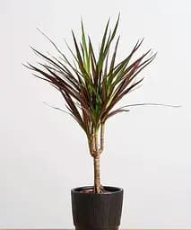 Саджанець Agro-Market Драцена Magenta кімнатна 45-65 см 1 шт. в упаковці (182535)