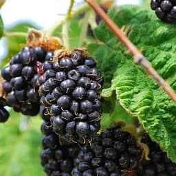 Саджанець Agro-Market Малино-ожиновий гібрид Маріонберрі (ранній термін дозрівання, слабошипний сорт) 1 шт. в пакуванні (181022)