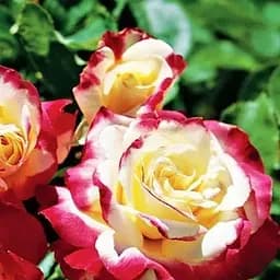 Троянда чайно-гібридна Agro-Market Дабл Делайт (дуже ароматна! саджанець класу АА+ вищий сорт 1 шт. в упаковці (44180)