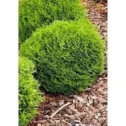 Саджанець Agro-Market Туя західна Tip Top С2 висота 20-25 см 1 шт. в упаковці (176848)