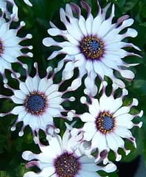 Остеоспермум Agro-Market Spider White 1 саженец в упаковке