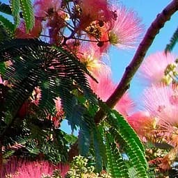 Саджанець Agro-Market Альбіция зелена Мадам Тюссо (Madame Tussauds) (преміальний дуже ароматний сорт) (48944)