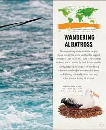 Amazing Animal Journeys - мініатюра 3