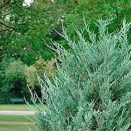 Саджанець Agro-Market Ялівець скельний Moonglow С10, висота 110-130 см (176726)