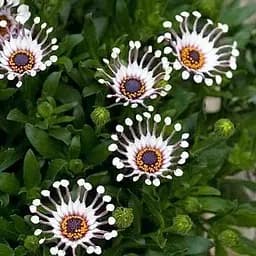 Саджанець Agro-Market Остеоспермум White Whirls (контейнер № 10 висота 10-20 см) (47978) 1 шт. в упаковці - мініатюра 3
