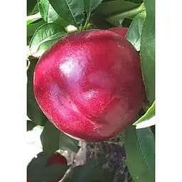 Саджанець Agro-Market Нектарин Екстрим Б'юті (лисий персик, літній сорт, середній термін дозрівання) 1 шт. в упаковці (183837)