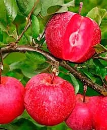 Саджанець Agro-Market Яблуня Красном'ясна Серце дракона (Dragon Heart) (преміальний, ароматний, великоплідний сорт) 1 шт. в упаковці (61706)