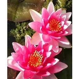 Саджанець Agro-Market Німфея Fabiola (52527) (Корневище) 1 шт.