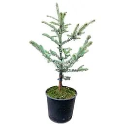 Саджанець Agro-Market Ялина 4-х річна Блакитна Koster S5 висота 45-55 см 1 шт. в упаковці (62777)