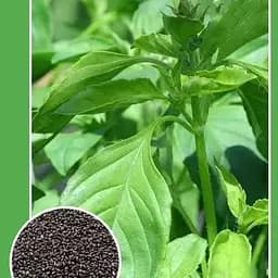 Насіння Весна Базилік Лимонний аромат 0.3 г (18664)