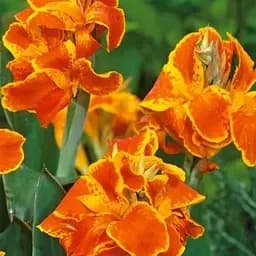 Канна "Carnaval" (72045) 1 шт