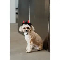 Аксесуар для собак Pet Fashion Imp M-L червоний  - мініатюра 4