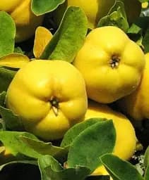 Саджанець Agro-Market Айва яблуневидна Кодрянка (осінній сорт, ранній термін дозрівання) 1 шт. в упаковці (20945)