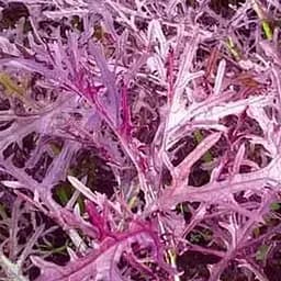 Семена Agro-Market Салат Мизуна красный в банке Органик 5 г (112723)