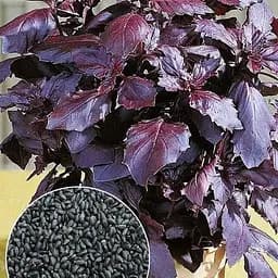 Базилік "Фіолетовий" (Зипер) ТМ "Весна" 1,5г (11923)