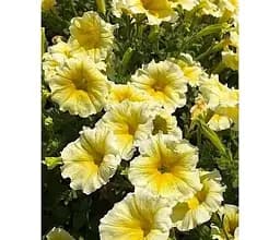 Саджанець Agro-Market Петунія ампельна Bonnie Lemon Yellow (116355) 1 шт. в упаковці