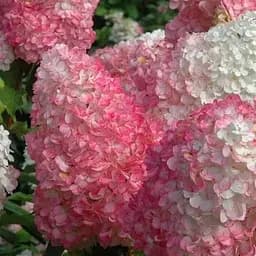 Гортензія волотиста 2-річна "Living-Pink&Rose" висота саджанця 20-30см (186200) 1 саженец