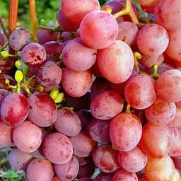 Саджанець Agro-Market Виноград Кримсон Сідліс (кишмиш, середньо-пізній термін дозрівання) 1 шт. в пакуванні (48708)