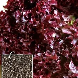 Семена Agro-Market Салат Сезон чудес на вес цена за 5 г (49229)