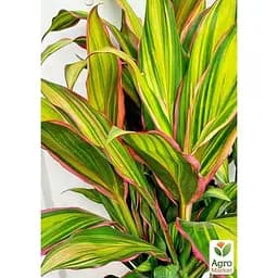 LMTD Кордилина Agro-Market Lime 35-45 см (178919) 1 саженец в упаковке (комнатный) Нидерланды