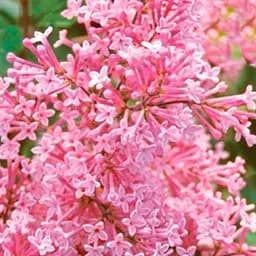 Саджанець Agro-Market Бузок Мейєра інвітро Пінк Парфум (Pink Parfum) вазон С1,5 (155479)