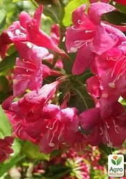 Саджанець Agro-Market Вейгела Брістоль рубі (Bristol Ruby) (44216) - мініатюра 3