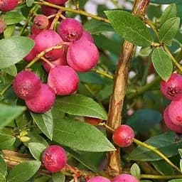 Саджанець Agro-Market Лохина (чорниця садова) 2 роки Пінк Лимонад 1 саджанець (177072)