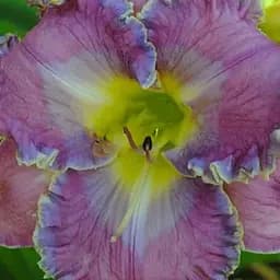 Лілійник "Bridey Greeson" (сортовий вкорінений в контейнері С1,2) (186007) 1 саженец