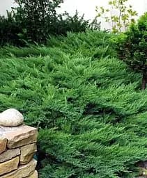 Саджанець Agro-Market Ялівець козацький Rockery Gem контейнер Р9, висота 10-20 см 1 шт. в упаковці (24960)