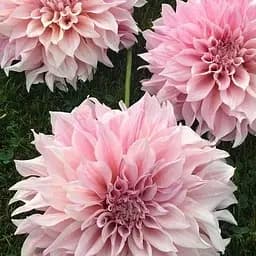 Жоржина "Cafe Au Lait Royal" (гігантська квітка) (116596) 1 шт