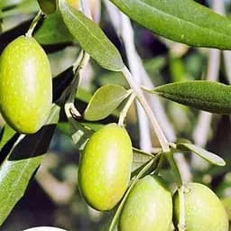 Саджанець Agro-Market Оливкове Дерево Olea Europaea (міні штамб) висота 35-45 см (50615) 1 шт. в упаковці (кімнатний)