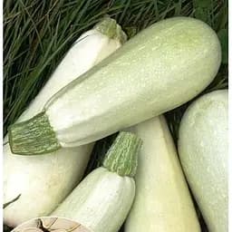 Насіння Весна на вагу Кабачок Грибовський ціна за 8 г (13400)