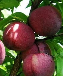 Саджанець Agro-Market Слива червоном'яса Рубі Кранч (осінній сорт, пізній термін дозрівання) 1 шт. в упаковці (182866)