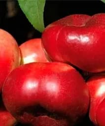 Саджанець Agro-Market Нектарин Саманта (Samantha) інжирний пірамідальний 1 шт. в упаковці (50906)