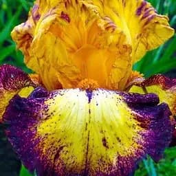 Ирис бородатый крупноцветковый "If You Dare" 1 шт (25693)