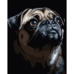 Картина по номерам Strateg Портрет мопса на черном фоне 40 х 50 см (AH1290)