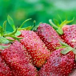 Саджанець Agro-Market Суницеполуниця блискучо-червона Лапуля (Lapulya) (преміальний сорт, стійка до хвороб) 5 шт. в пакуванні (48182)