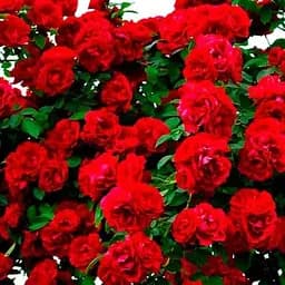 Троянда плетиста Agro-Market Захід сонця Sunset саджанець класу АА+ вищий сорт 1 шт. в упаковці (15910)