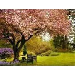 Алмазна мозаїка за номерами Скамейка під деревом, 30x40 см, полотно на рамі