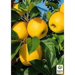 Саджанець Agro-Market Яблуня Опал (зимовий сорт, пізній термін дозрівання) 1 шт. в упаковці (187727)